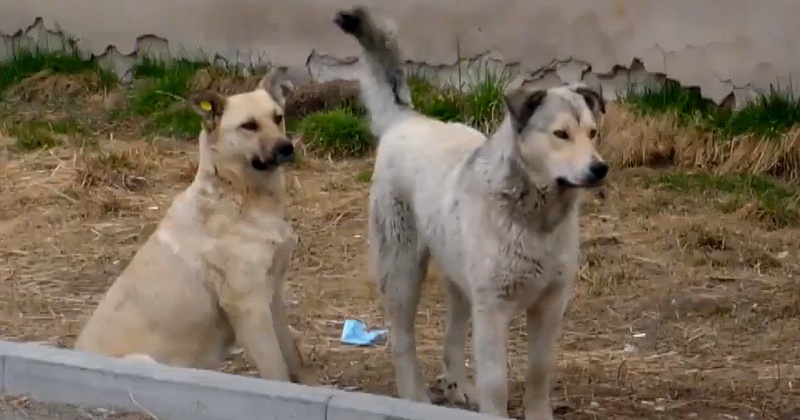 Бродячих собак начнут отлавливать в поселке Ола Магаданской области