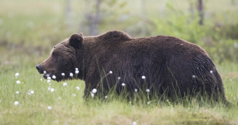 Спасатели Магадана предупреждают - при посещении леса возможна встреча с медведем!