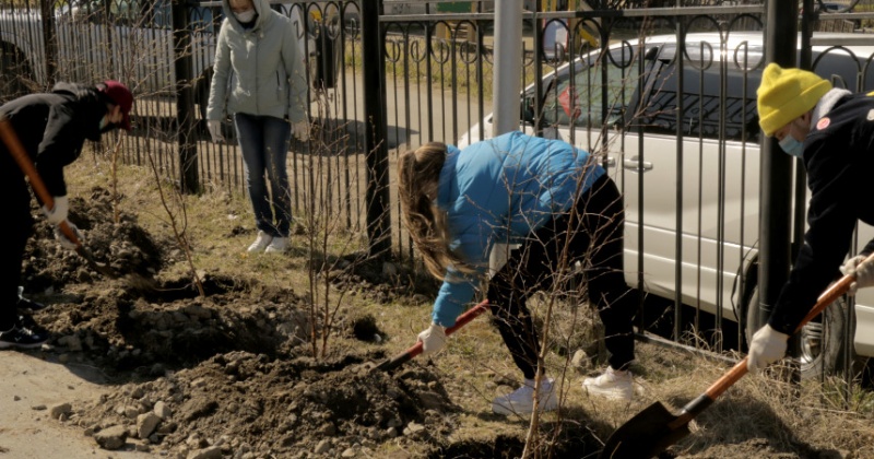 65 деревьев на территории гимназии № 13 в Магадане в рамках акции "Сад памяти"