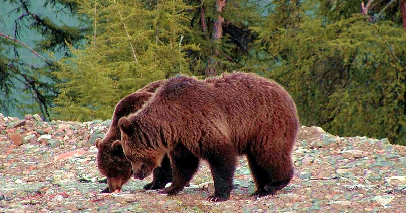Госохотнадзор Колымы призывает жителей Магаданской области быть бдительными в лесу, чтобы избежать встречи с медведем