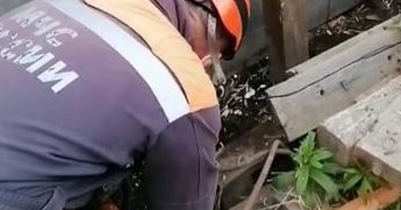 Маленькие спасенные жизни: магаданские спасатели оказали помощь двум собакам