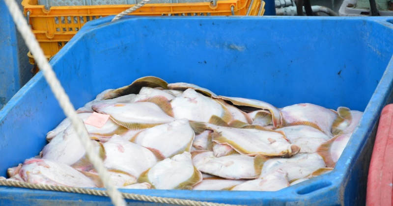 ООО «Тихоокеанская рыбопромышленная компания» начало поставку в Магадан охлажденной рыбы из прибрежной зоны