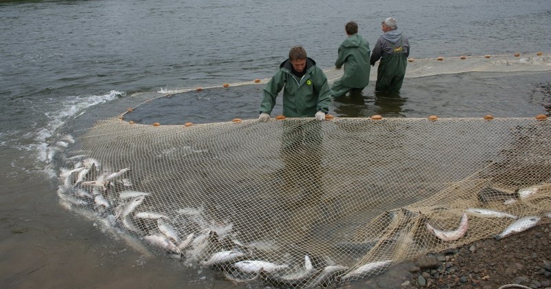 "Цена на свежую рыбу в Магаданской области стала самой низкой на Дальнем Востоке" – Владимир Печеный