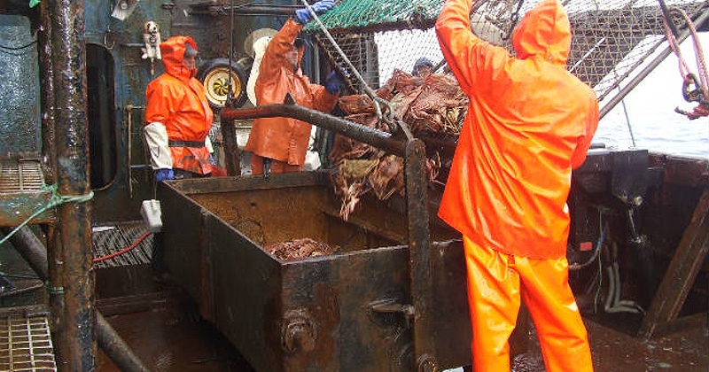 Более 6 тысяч тонн краба смогут выловить магаданские рыбаки в 2019 году