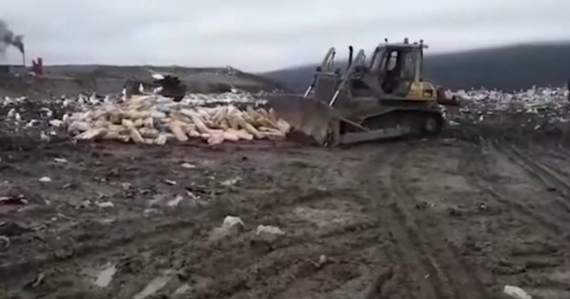 Почти 90 тонн красной рыбы уничтожили в этом году в Магадане по требованию «Россельхознадзора» (Видео)